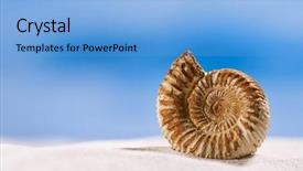  Presentation with white sand - PPT theme consisting of jurassique - ammonite nautilus shell on white background and a light blue colored foreground