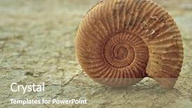  Presentation with snail - Beautiful presentation theme featuring jurassique - antique snail shell backdrop and a mint green colored foreground