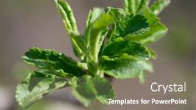  Presentation with green leaves - Cool new presentation design with just-evolved-fresh-green-spring backdrop and a gray colored foreground