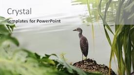  Presentation with juvenile - Audience pleasing PPT theme consisting of juvenile black-crowned night heron nycticorax nycticorax standing alone by the lake backdrop and a white colored foreground