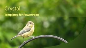  Presentation with green foliage - PPT theme featuring juvenile-blue-tit-cyanistes-caeruleus background and a tawny brown colored foreground