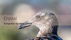  Presentation with seagull - Colorful presentation theme enhanced with juvenile-california-seagull-stands backdrop and a mint green colored foreground