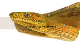  Presentation with juvenile - Theme enhanced with juvenile-emerald-tree-boa-corallus background and a gold colored foreground