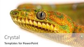  Presentation with juvenile - Slides with juvenile-emerald-tree-boa-corallus background and a white colored foreground