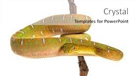  Presentation with juvenile - Theme enhanced with juvenile-emerald-tree-boa-hanging background and a white colored foreground