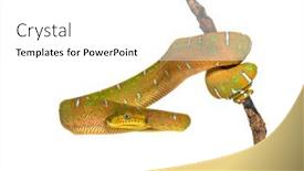  Presentation with juvenile - PPT theme featuring juvenile-emerald-tree-boa-hanging background and a white colored foreground