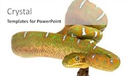  Presentation with juvenile - Presentation theme enhanced with juvenile-emerald-tree-boa-hanging background and a white colored foreground