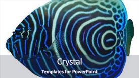  Presentation with juvenile - Audience pleasing slides consisting of juvenile emperor angelfish fish isolated backdrop and a navy blue colored foreground