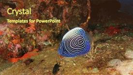  Presentation with juvenile - PPT theme with juvenile emperor angelfish background and a tawny brown colored foreground