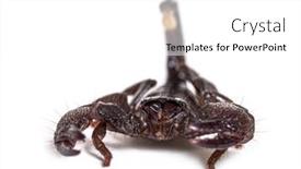  Presentation with juvenile - PPT layouts with juvenile-emperor-scorpion-pandinus-imperator background and a white colored foreground