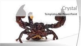  Presentation with juvenile - PPT theme featuring juvenile-emperor-scorpion-pandinus-imperator background and a white colored foreground