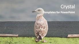 Presentation with juvenile - Audience pleasing PPT theme consisting of juvenile european herring gull in white and brown standing with blurred mediterranean sea in italy southern europe backdrop and a gray colored foreground