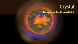  Presentation with juvenile - Slide deck enhanced with juvenile-garibaldi-fish-swims background and a tawny brown colored foreground