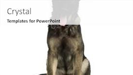  Presentation with juvenile - Audience pleasing presentation theme consisting of  backdrop and a  colored foreground