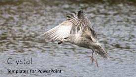  Presentation with declining - Audience pleasing PPT theme consisting of juvenile-herring-gull-larus-argentatus backdrop and a light gray colored foreground