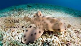  Presentation with juvenile - Audience pleasing slide deck consisting of juvenile-horn-shark-rests-motionless backdrop and a coral colored foreground