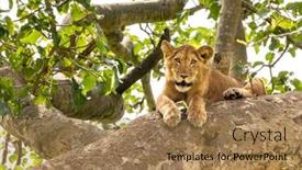  Presentation with juvenile - Presentation design with juvenile-lion-in-a-tree background and a coral colored foreground