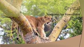  Presentation with juvenile - PPT layouts enhanced with juvenile-lion-in-a-tree background and a yellow colored foreground
