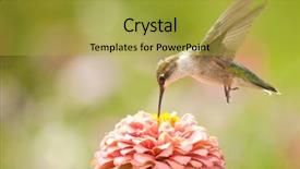  Presentation with juvenile - Theme enhanced with juvenile male hummingbird hovering feeding background and a yellow colored foreground