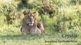  Presentation with male lion - Cool new presentation design with juvenile-male-lion-panthera-leo backdrop and a mint green colored foreground