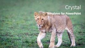  Presentation with juvenile - Slide set featuring juvenile-male-lion-panthera-leo background and a gray colored foreground