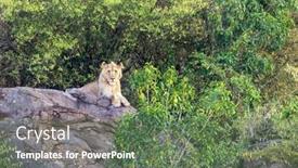  Presentation with male lion - Presentation theme having juvenile-male-lion-panthera-leo background and a  colored foreground