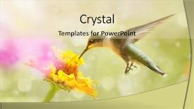  Presentation with juvenile - Presentation theme with juvenile male ruby-throated hummingbird background and a lemonade colored foreground