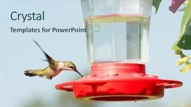  Presentation with juvenile - Slides having juvenile male ruby-throated hummingbird background and a sky blue colored foreground