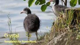  Presentation with juvenile - Amazing PPT theme having juvenile of eurasian coot bird backdrop and a  colored foreground