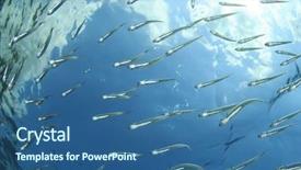  Presentation with juvenile - PPT theme featuring juvenile sardines fish background and a ocean colored foreground