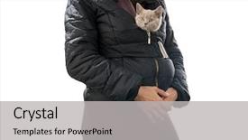  Presentation with juvenile - Beautiful PPT layouts featuring juvenile scottish fold cat hiding backdrop and a light gray colored foreground