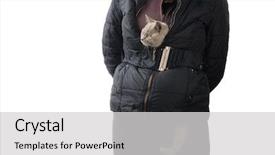  Presentation with juvenile - Cool new PPT theme with juvenile scottish fold kitten hiding backdrop and a light gray colored foreground