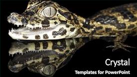  Presentation with amazon jungle - Beautiful PPT theme featuring juvenile spectacle cayman with reflection in amazon rain forest tropical jungle species backdrop and a black colored foreground