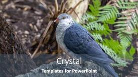  Presentation with juvenile - Presentation design enhanced with juvenile-white-headed-pigeon-columba background and a ocean colored foreground