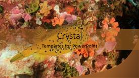  Presentation with juvenile - Presentation design having juvenile yellow boxfish fish background and a gold colored foreground