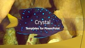  Presentation with juvenile - Slide deck with juvenile-yellowtail-damselfish background and a wine colored foreground