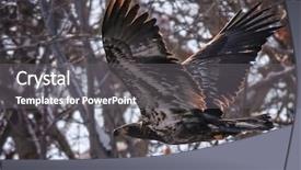  Presentation with bald eagle flying - Audience pleasing slides consisting of juvenlie bald eagly flying overhead backdrop and a gray colored foreground