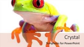  Presentation with costa rica - PPT theme having juvinile - agalychnis callidryas or the red background and a  colored foreground