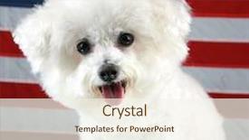 Presentation with american history old flag - PPT theme with k9 unit - fifi the bichon frise smiles background and a cream colored foreground