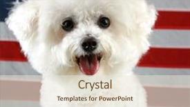  Presentation with american flag - Slides featuring k9 unit - fifi the bichon frise smiles background and a sky blue colored foreground