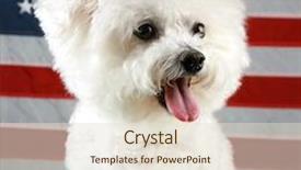  Presentation with american history old flag - PPT theme enhanced with k9 unit - fifi the bichon frise smiles background and a lemonade colored foreground