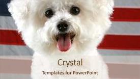  Presentation with american flag - Amazing slides having k9 unit - fifi the bichon frise smiles backdrop and a lemonade colored foreground