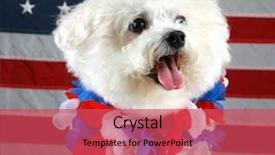  Presentation with american flag - Slides with k9 unit - fifi the bichon frise smiles background and a red colored foreground