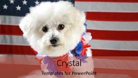  Presentation with american flag - PPT theme having k9 unit - fifi the bichon frise smiles background and a red colored foreground