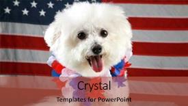  Presentation with american history old flag - Audience pleasing slides consisting of k9 unit - fifi the bichon frise smiles backdrop and a red colored foreground