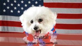  Presentation with american flag - Theme featuring k9 unit - fifi the bichon frise smiles background and a coral colored foreground