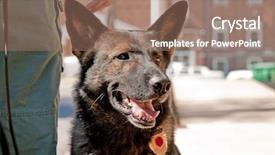  Presentation with urban - Beautiful slide set featuring k9 unit - k9 officer next to his backdrop and a coral colored foreground