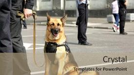  Presentation with police dog - Slide set consisting of k9 unit - smart police dog sitting outdoors background and a coral colored foreground