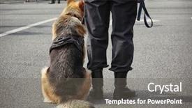 Presentation with police dog - Beautiful theme featuring k9 unit - smart police dog sitting outdoors backdrop and a gray colored foreground