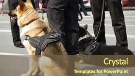  Presentation with dog park dogs plays - PPT layouts with k9 unit - smart police dogs outdoors background and a tawny brown colored foreground